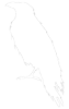 A white raven and sharp futuristic font that says ACAP in white lettering with an all black background